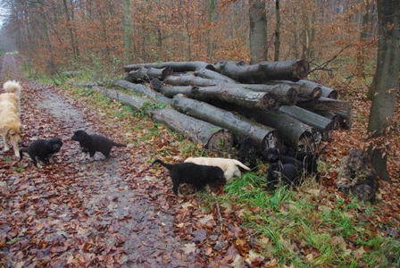 Wald1 Wald1