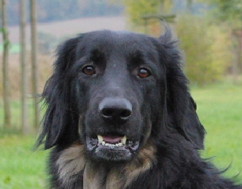 Estelle